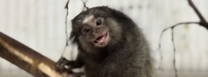 Minas Gerais devolve cerca de 5 mil animais silvestres por ano &agrave; natureza com atendimento especializado