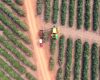 Dia do café: grãos produzidos com técnicas sustentáveis ganham mercado internacional com o crédito do BDMG