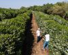 Iniciativas do Governo de Minas fortalecem a cadeia produtiva do café