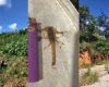 Mato alto e animais peçonhentos preocupam moradores do Vale do Sol, em Divinópolis