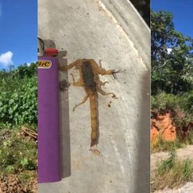 Mato alto e animais peçonhentos preocupam moradores do Vale do Sol, em Divinópolis