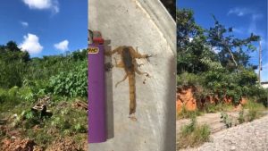 Mato alto e animais pe&ccedil;onhentos preocupam moradores do Vale do Sol, em Divin&oacute;polis