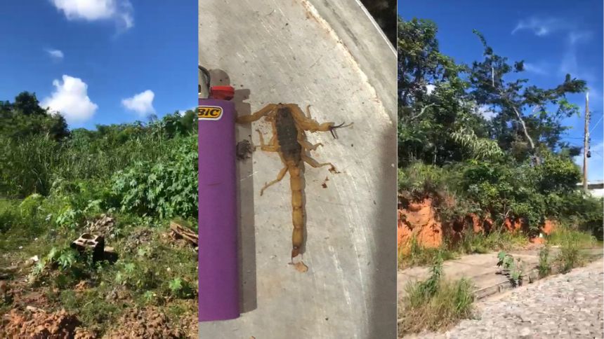 Mato alto e animais peçonhentos preocupam moradores do Vale do Sol, em Divinópolis