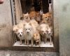 Polícia resgata mais de 20 cães da raça Lulu da Pomerânia em situação de maus-tratos em BH