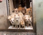 Polícia resgata mais de 20 cães da raça Lulu da Pomerânia em situação de maus-tratos em BH