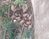 Infestação de caramujo africano preocupa moradores no bairro Catalão, em Divinópolis