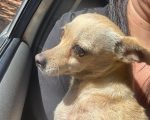 Família procura por cão desaparecido no Choro