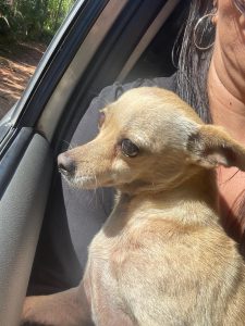Fam&iacute;lia procura por c&atilde;o desaparecido no Choro