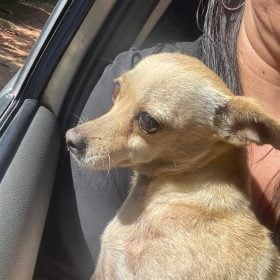 Família procura por cão desaparecido no Choro