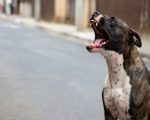 Dono de pitbull que fez ataque no Centro é o autor da decapitação de gato
