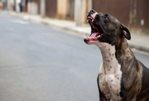 Dono de pitbull que fez ataque no Centro é o autor da decapitação de gato