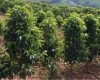 Saca de café mineiro alcança R$ 90 mil