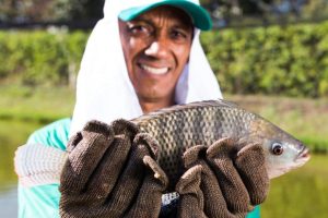 Mesmo com alta produção, Minas Gerais passa a importar tilápia…