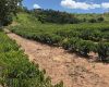 Minas Gerais amplia produção de café conilon e fortalece diversificação no campo