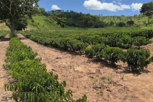 Minas Gerais amplia produção de café conilon e fortalece diversificação…