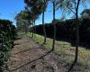 Cooperativa vende crédito de carbono