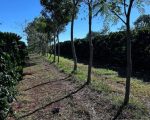 Cooperativa vende crédito de carbono
