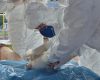 IMA vistoria 50 propriedades rurais em exercício simulado de gripe aviária