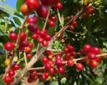 Governo de Minas publica panorama das exportações do agronegócio do estado