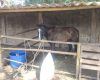 Animal preso a carroça passa mal em rua de Divinópolis e mobiliza Prefeitura e Polícia Militar