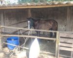 Animal preso a carroça passa mal em rua de Divinópolis e mobiliza Prefeitura e Polícia Militar
