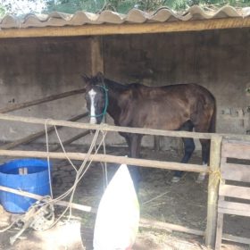 Animal preso a carroça passa mal em rua de Divinópolis e mobiliza Prefeitura e Polícia Militar
