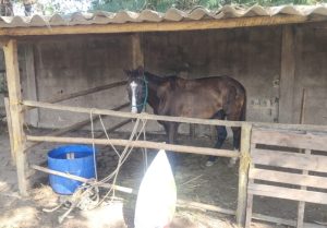 Animal preso a carro&ccedil;a passa mal em rua de Divin&oacute;polis e mobiliza Prefeitura e Pol&iacute;cia Militar