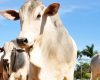 Exportações do agro mineiro somam US$ 5,8 bilhões no 1º quadrimestre do ano