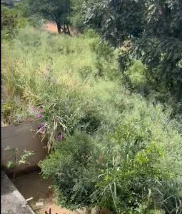 Moradores denunciam lote com mato alto no bairro Planalto e cobram providências
