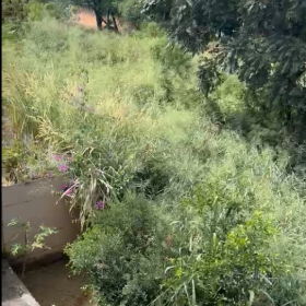 Moradores denunciam lote com mato alto no bairro Planalto e cobram providências