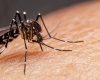 Dengue já causou três mortes e quase 200 internações em Divinópolis neste ano; veja números