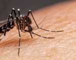 Dengue já causou três mortes e quase 200 internações em Divinópolis neste ano; veja números