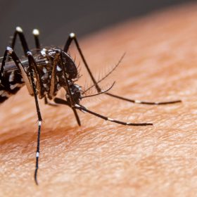 Dengue já causou três mortes e quase 200 internações em Divinópolis neste ano; veja números