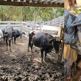 Homem é preso com cabeças de gado e R$ 100 mil em materiais furtados em Carmo do Cajuru