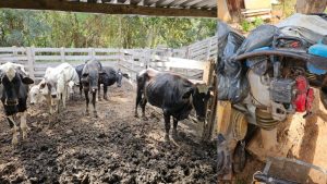 Homem &eacute; preso com cabe&ccedil;as de gado e R$ 100 mil em materiais furtados em Carmo do Cajuru