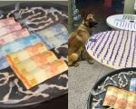 Traficante que intimidava moradores na ‘Boca dos Pitbulls’ é preso com drogas em BH
