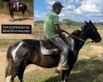 Família pede apoio para encontrar égua desaparecida em Divinópolis