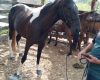 Após divulgação, égua desaparecida é encontrada em Divinópolis