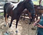 Após divulgação, égua desaparecida é encontrada em Divinópolis