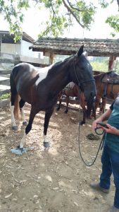Ap&oacute;s divulga&ccedil;&atilde;o, &eacute;gua desaparecida &eacute; encontrada em Divin&oacute;polis