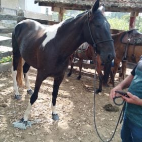 Após divulgação, égua desaparecida é encontrada em Divinópolis