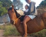 Cavalo desaparece na Fazenda do Café e segue sem paradeiro