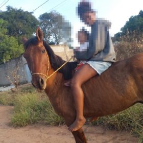 Cavalo desaparece na Fazenda do Café e segue sem paradeiro