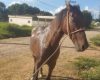 Cavalo é encontrado após duas semanas desaparecido em Divinópolis