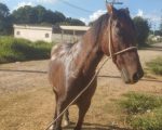 Cavalo é encontrado após duas semanas desaparecido em Divinópolis