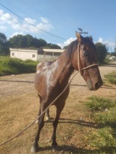 Cavalo &eacute; encontrado ap&oacute;s duas semanas desaparecido em Divin&oacute;polis