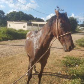 Cavalo é encontrado após duas semanas desaparecido em Divinópolis