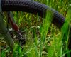 Homem furta bicicleta 7 minutos após deixar a cadeia e é preso novamente em MG
