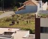 Morre homem baleado no Manoel Valinhas