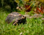 Instituto Estadual de Florestas alerta para riscos da domesticação de jabutis